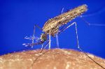 Zašto komarci neke ljude ujedaju redovno, a druge uredno zaobilaze?