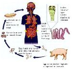 Zašto muslimani ne jedu svinjetinu!